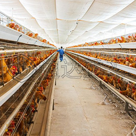 雞糞堆肥發酵有機肥技術 ！